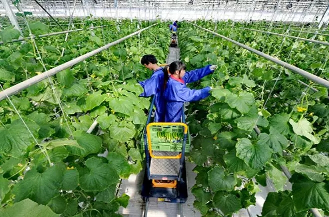 【農(nóng)村產(chǎn)業(yè)振興】鄉(xiāng)村振興戰(zhàn)略的五個(gè)具體路徑