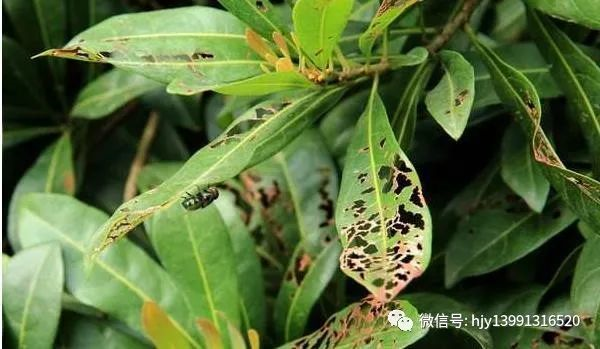 【智慧農(nóng)業(yè)】春暖花開季的果樹病蟲害預(yù)防