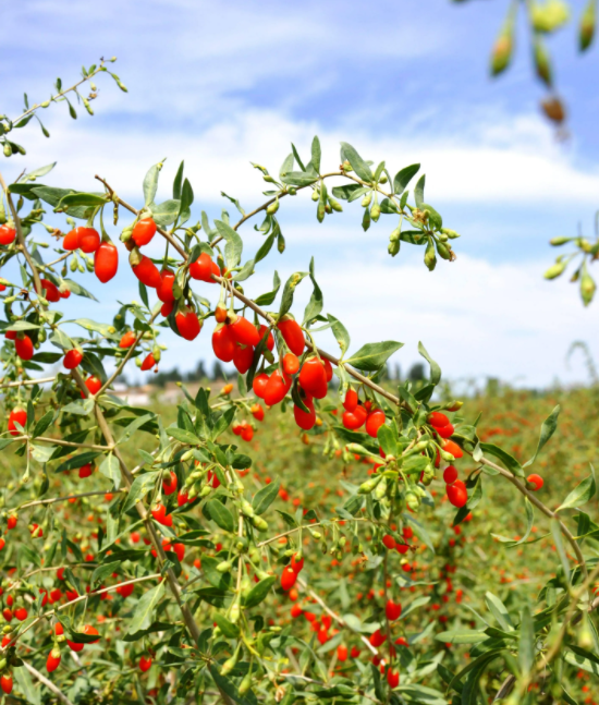 【農(nóng)業(yè)產(chǎn)業(yè)】農(nóng)業(yè)農(nóng)村部等七部門關(guān)于公布第七批農(nóng)業(yè)產(chǎn)業(yè)化國家重點龍頭企業(yè)名單的通知 