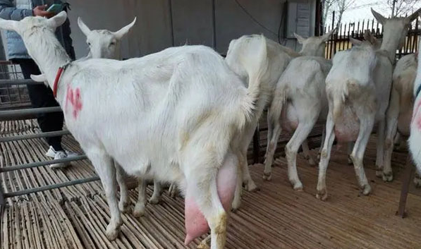 【智慧農(nóng)業(yè)】泌乳期的奶山羊如何管理？