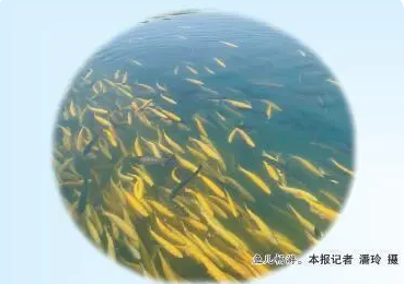 【鄉(xiāng)村振興】靠水吃“水”冷水魚養(yǎng)殖帶富一方百姓