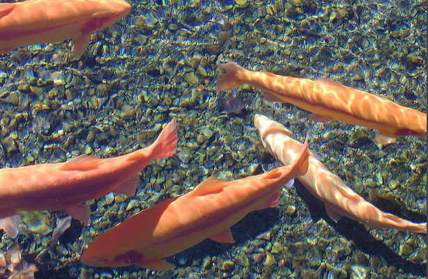 【鄉(xiāng)村振興】諸暨2萬公斤冷水魚試養(yǎng)成功