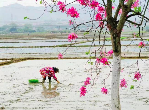 【數(shù)字農業(yè)】牢牢把住糧食安全主動權（人民時評）
