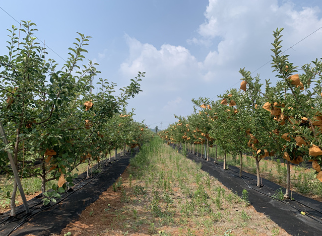 【智慧果園】江西安遠(yuǎn)：“智慧果園”讓傳統(tǒng)農(nóng)業(yè)插上科技翅膀