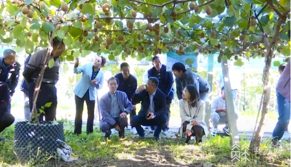 【農(nóng)業(yè)產(chǎn)業(yè)】江蘇省鎮(zhèn)江市獼猴桃產(chǎn)業(yè)體系發(fā)展歷久“獼”新