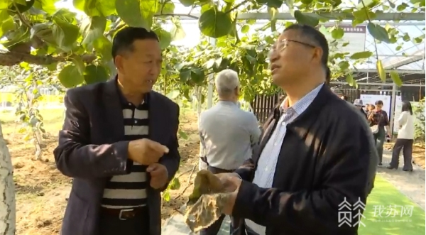 【農(nóng)業(yè)產(chǎn)業(yè)】江蘇省內(nèi)外“大咖”齊聚句容 田間把脈甜“獼”產(chǎn)業(yè)