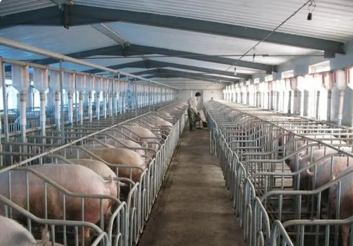 【智慧養(yǎng)殖】豬只智能耳標的幾大功能點