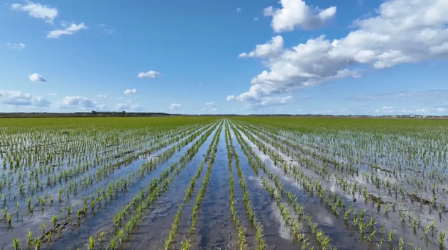 【智慧農(nóng)業(yè)】北大荒集團：科技賦能春耕 做好節(jié)糧減損第一步
